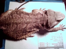 my female